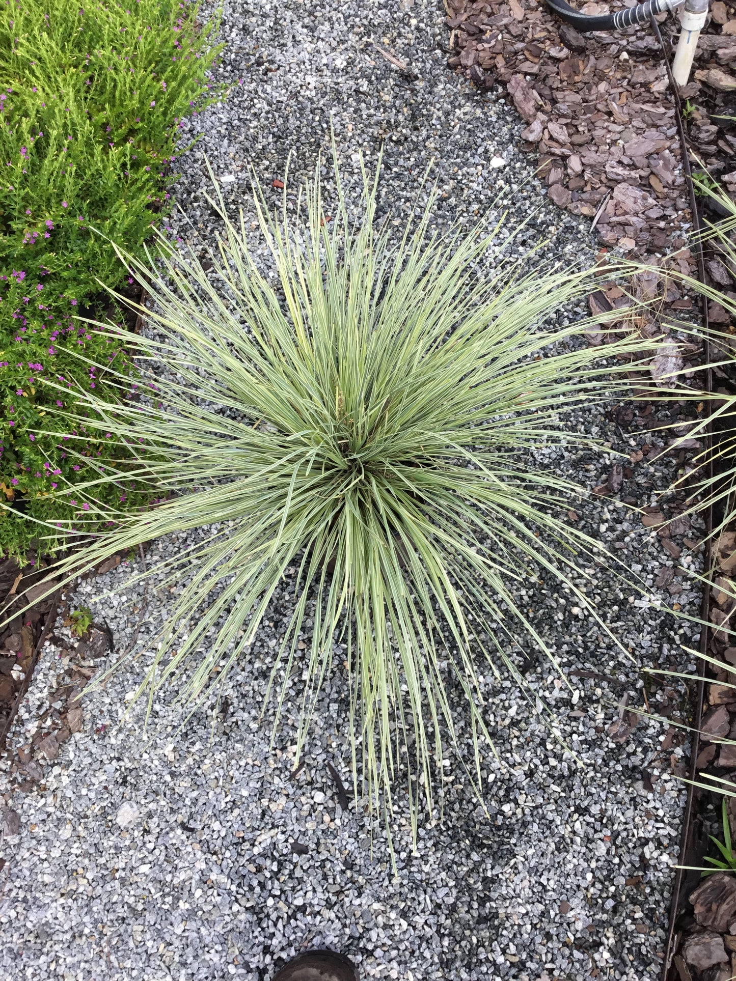 Lomandra Platinum Beauty