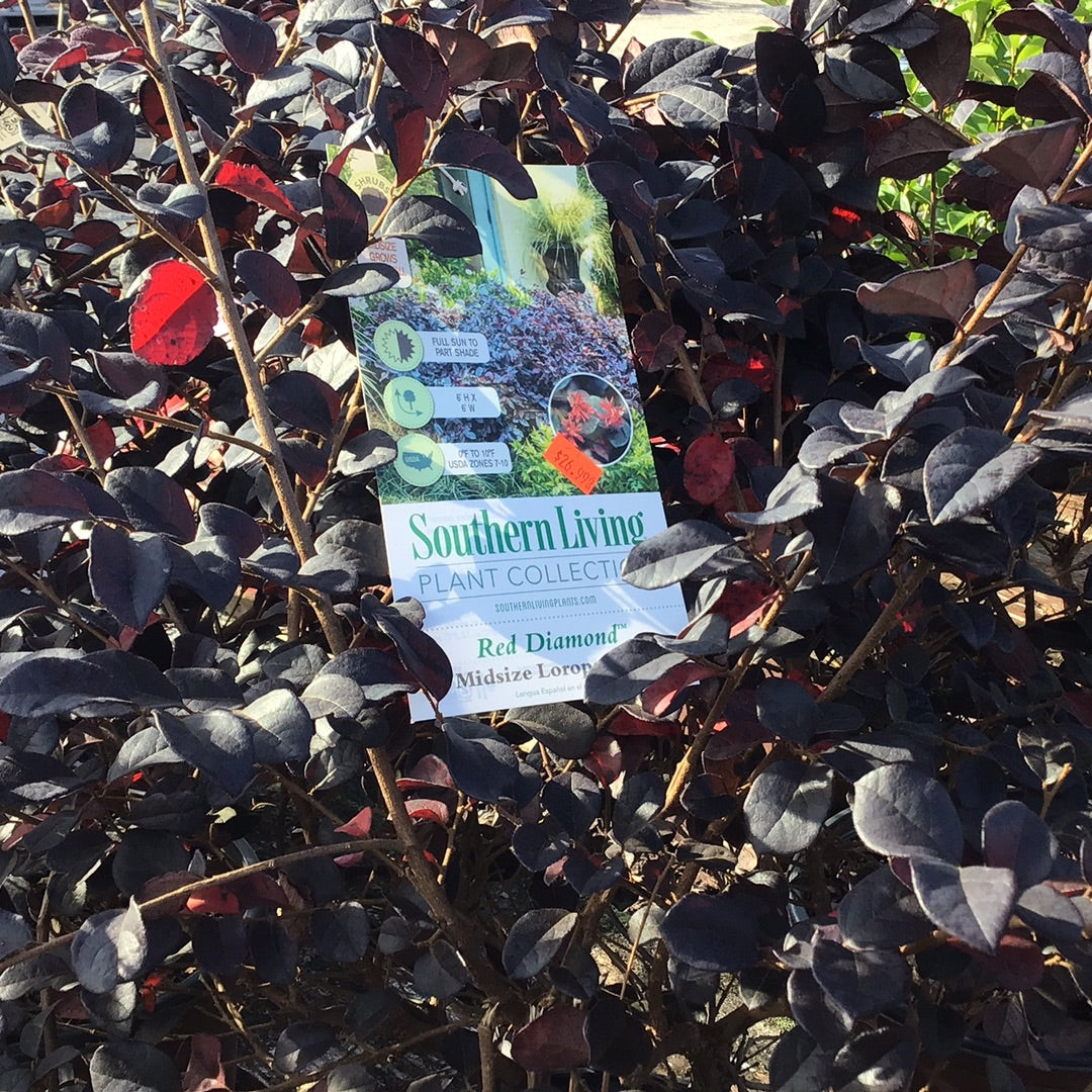 Red Diamond midsize Loropetalum