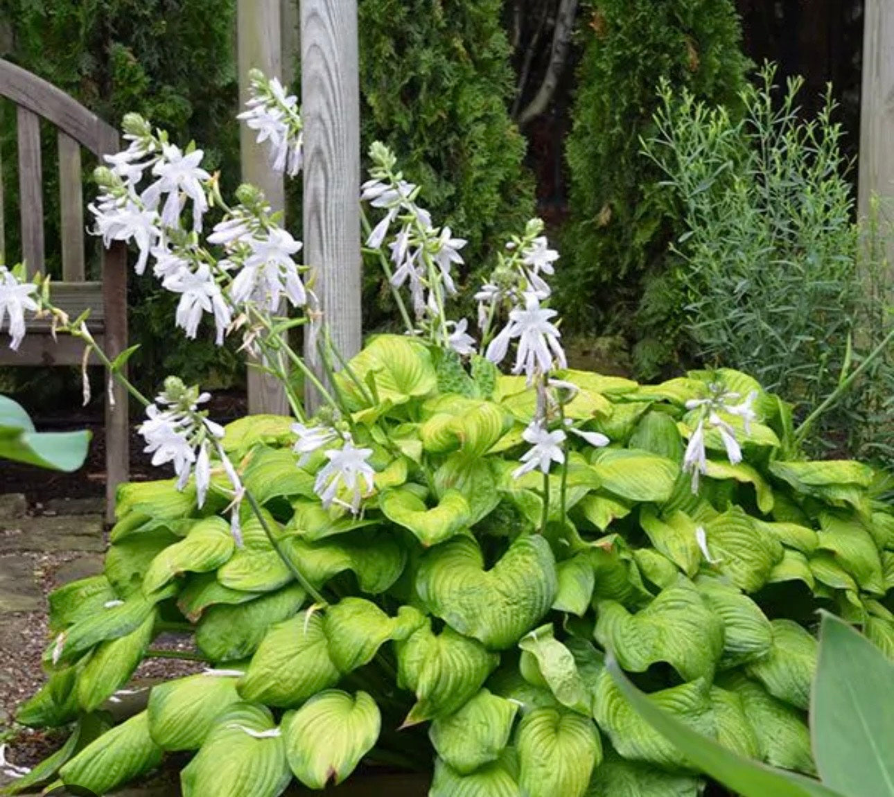 Hosta ‘Guacamole’