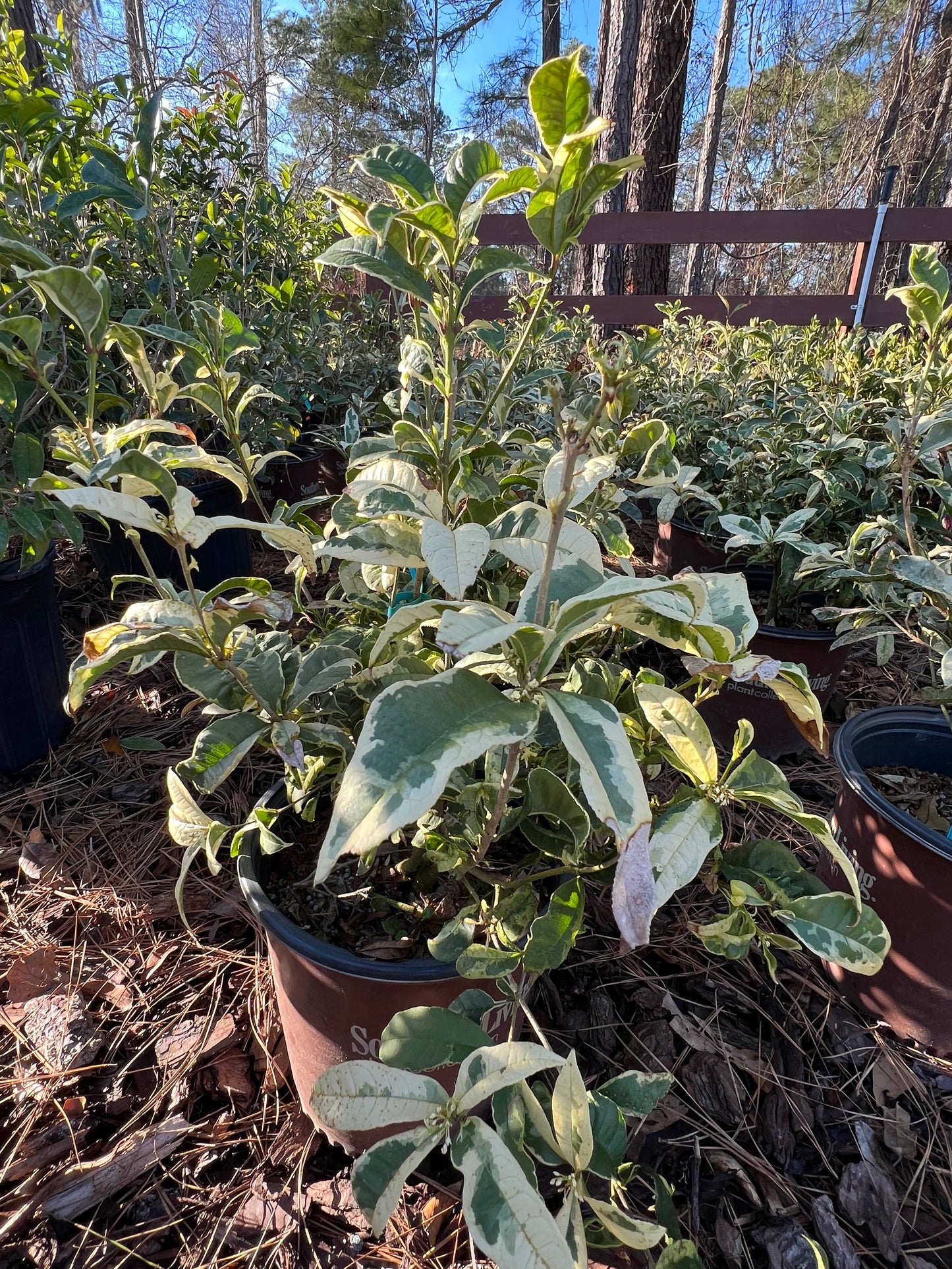 Tea Olive, Variegated , 'Misty River'