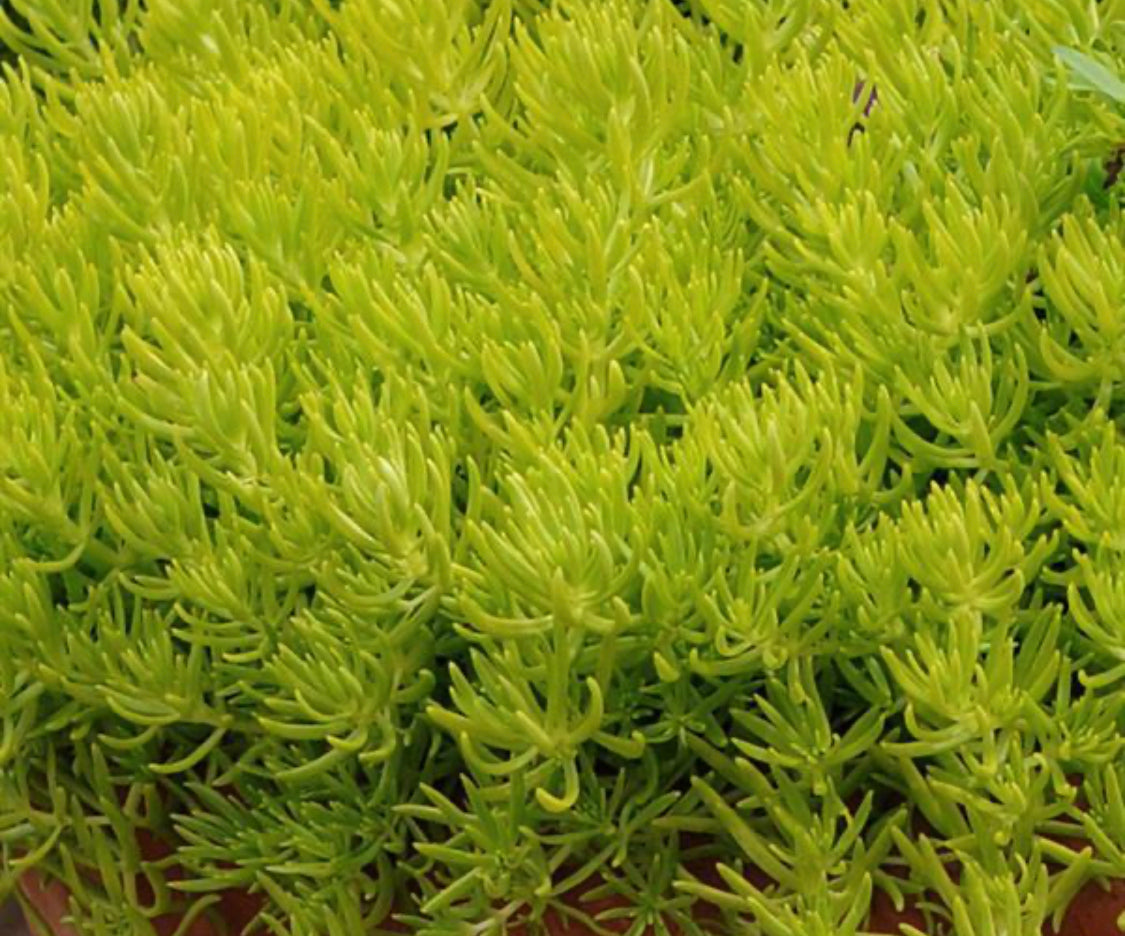 Lemon Ball Sedum