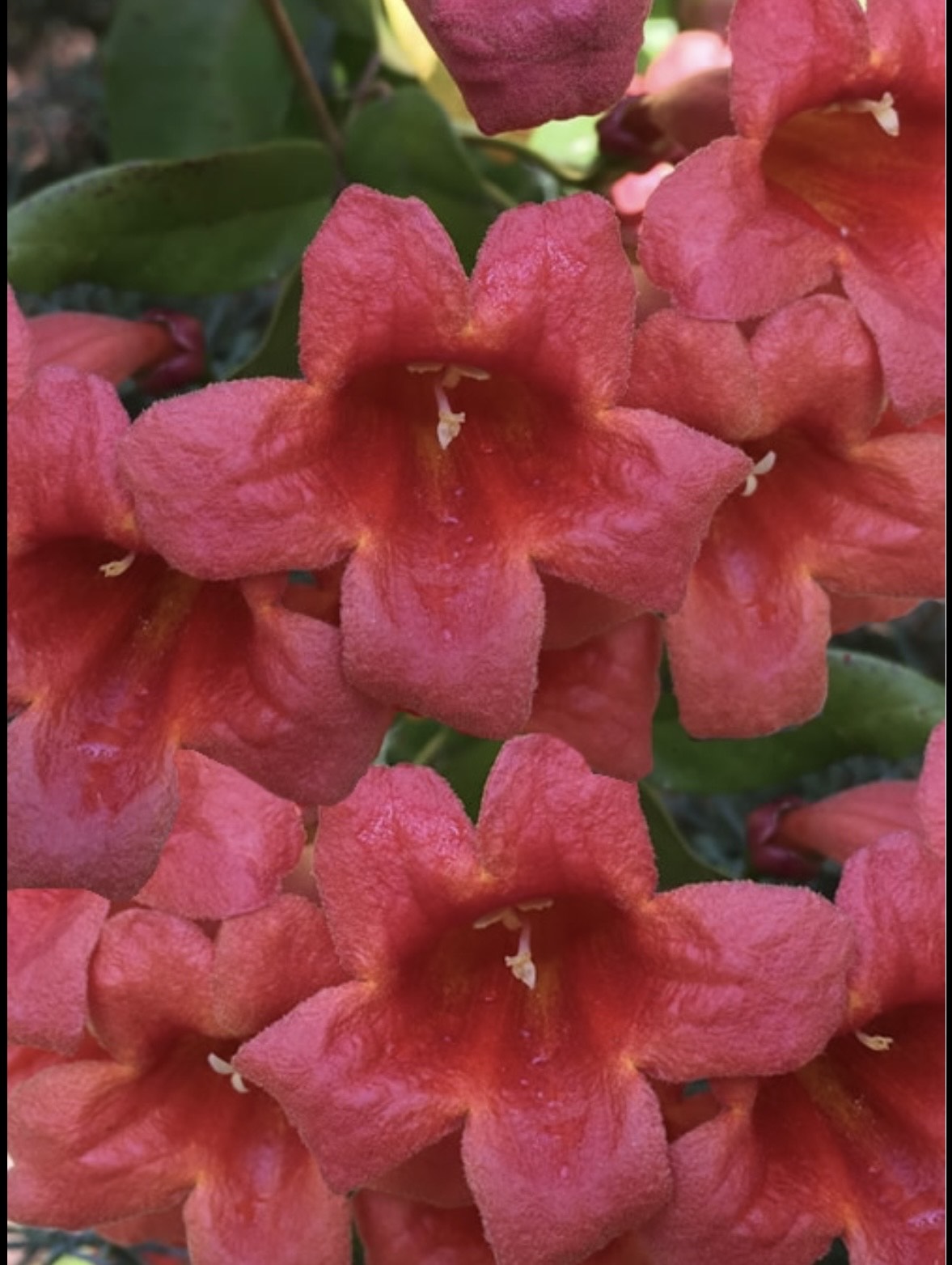 Bignonia ‘Shalimar Red’