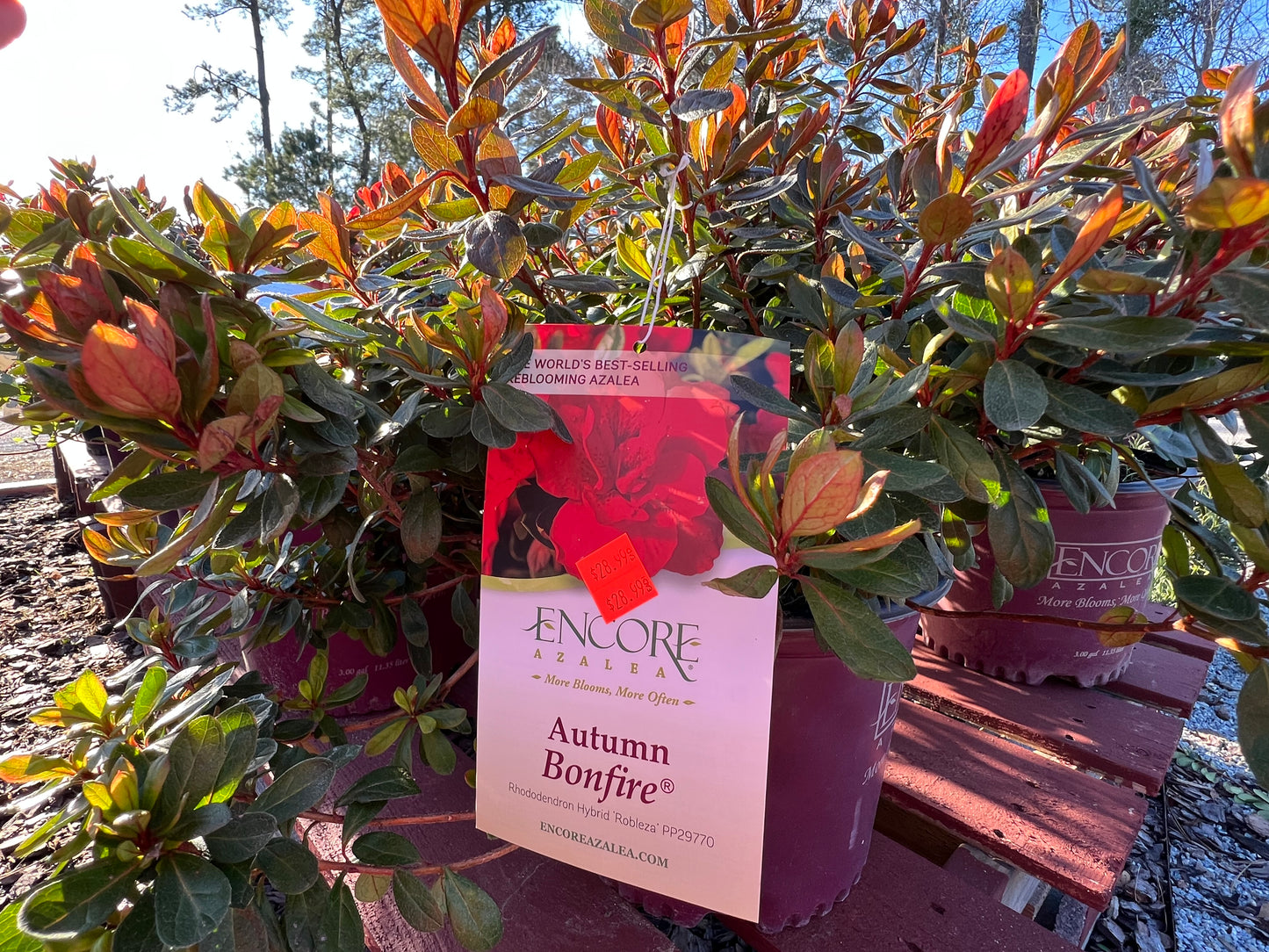 Encore Azalea, Bonfire