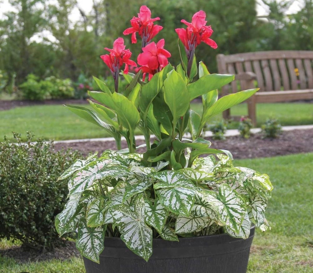 Caladium ‘White Christmas’