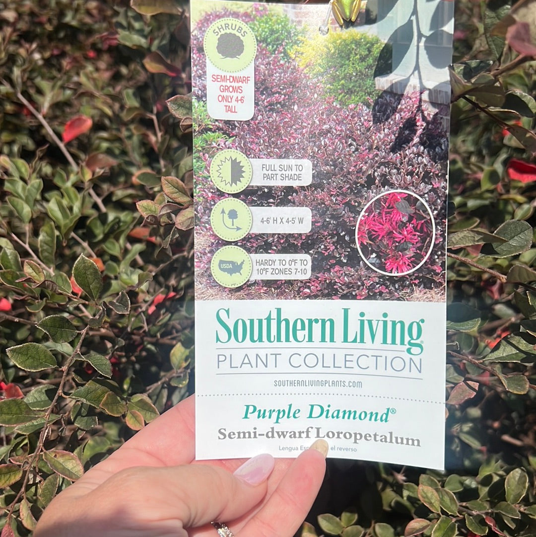 Loropetalum "Purple Diamond"