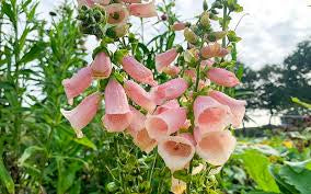 Foxglove