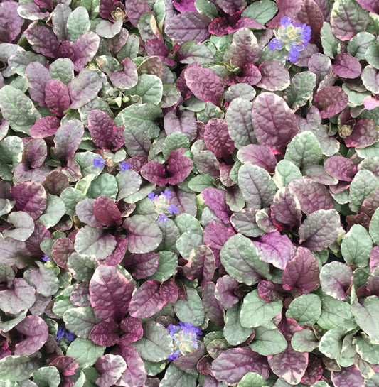 Burgundy Glow Ajuga