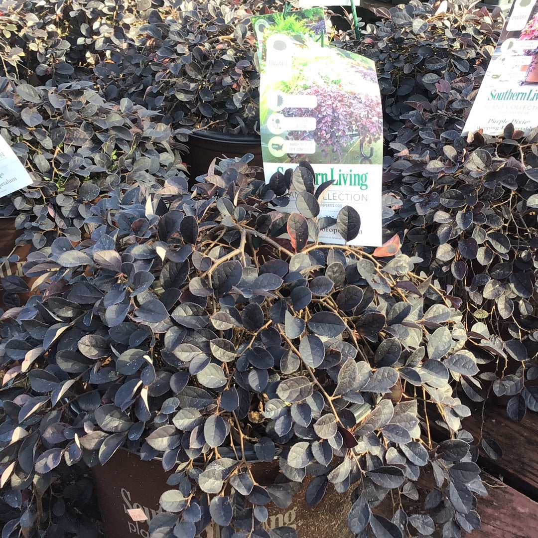 Purple Pixie-Weeping Loropetalum