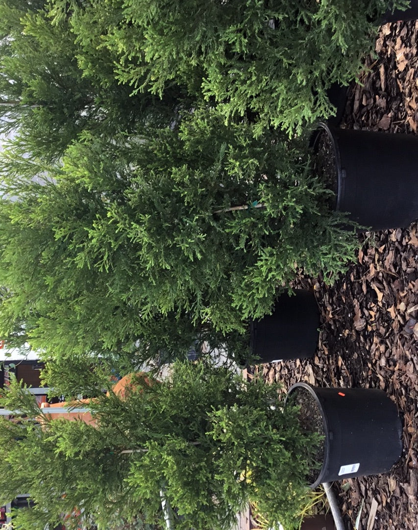 Cryptomeria Radicans