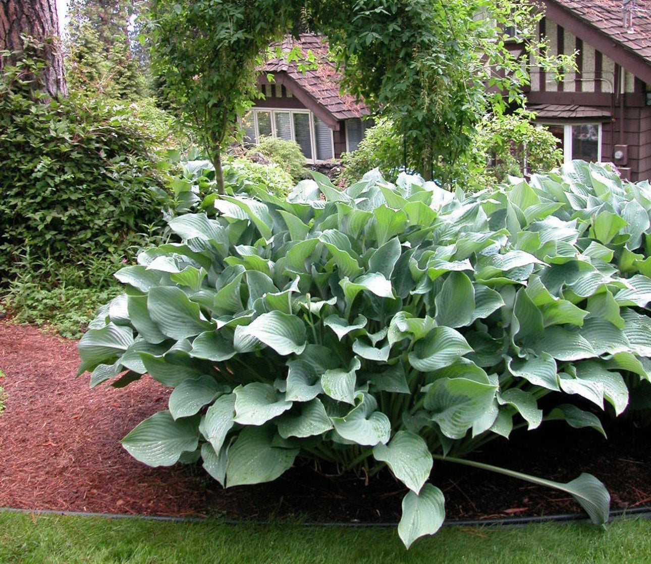 Hosta Krossa Regal
