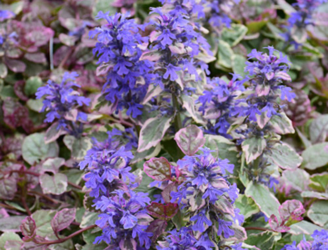 Burgundy Glow Ajuga