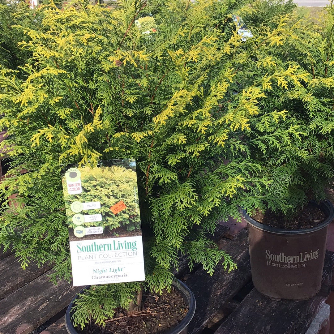 Night Light chamaecyparis