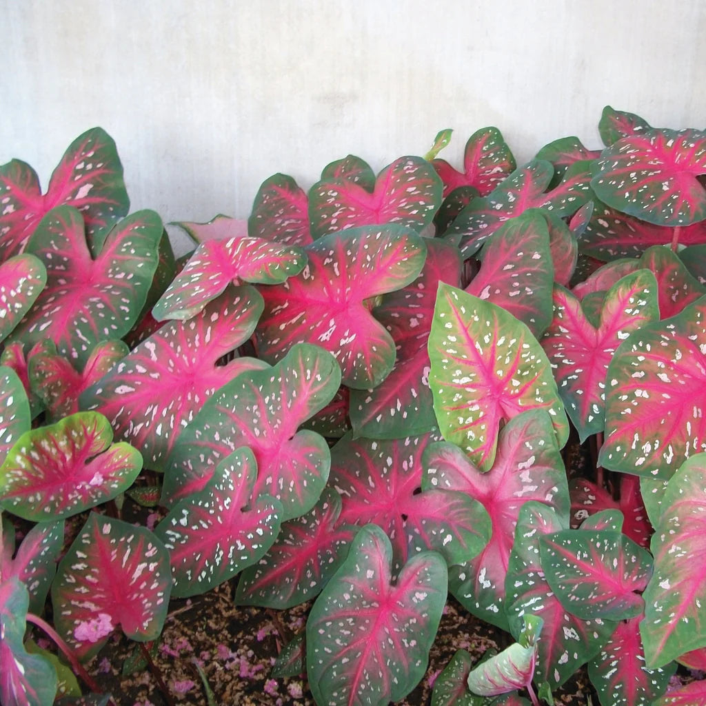 Caladium Red Flash