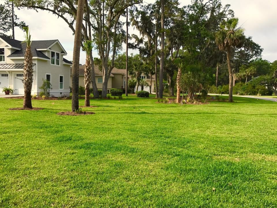 Saint Augustine Sod (palmetto variety)