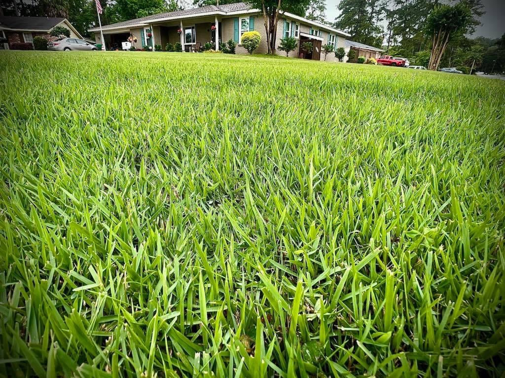 Empire Zoysia Sod