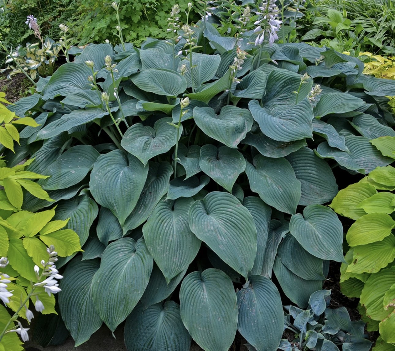 Blue Angel Hosta