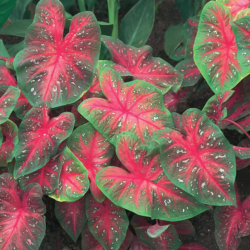 Caladium Red Flash