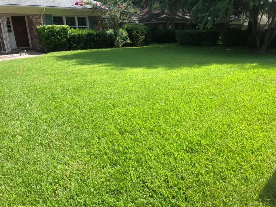 Saint Augustine Sod (palmetto variety)