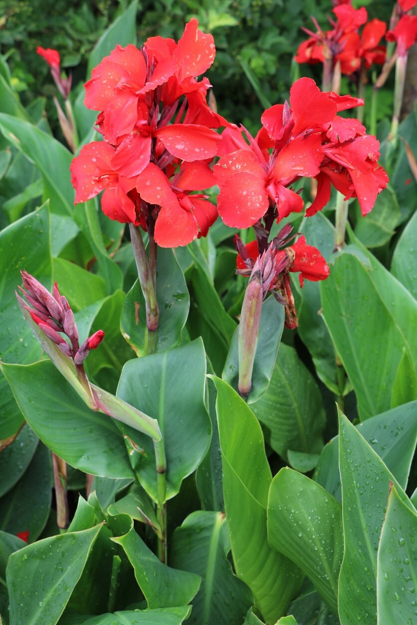 Canna Lilly