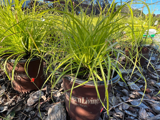 Carex, 'Everillo'