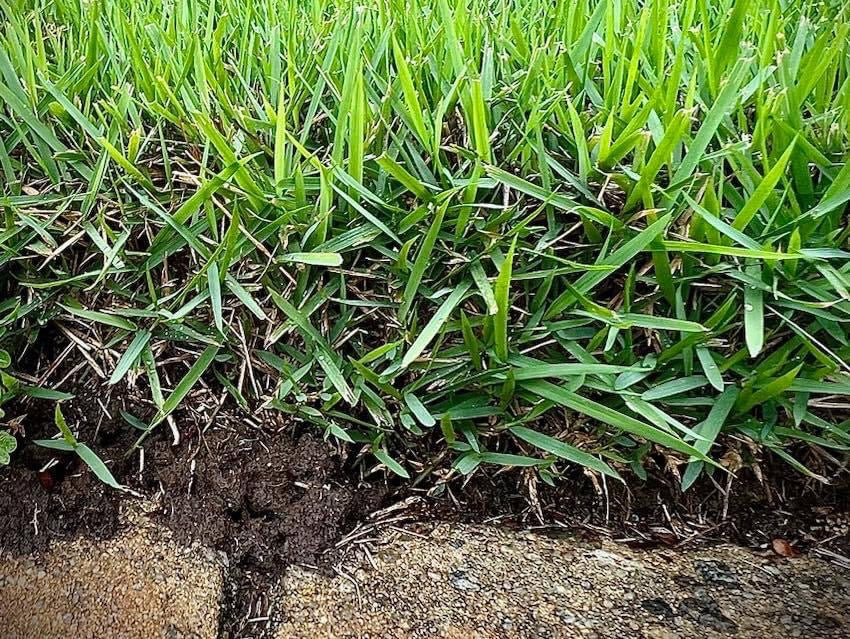 Empire Zoysia Sod