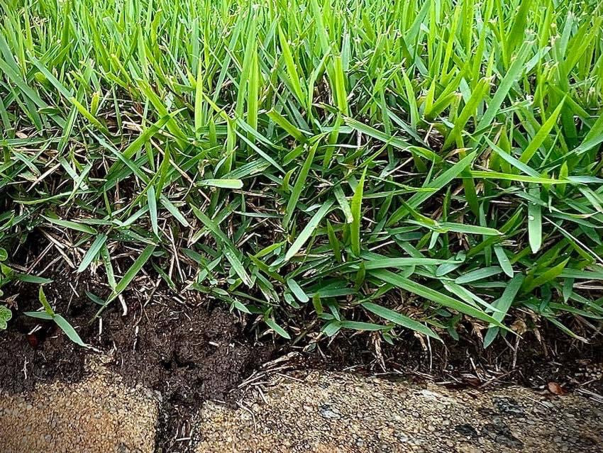 Empire Zoysia Sod