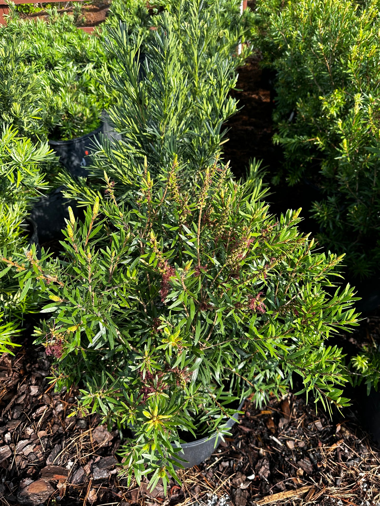 Bottlebrush