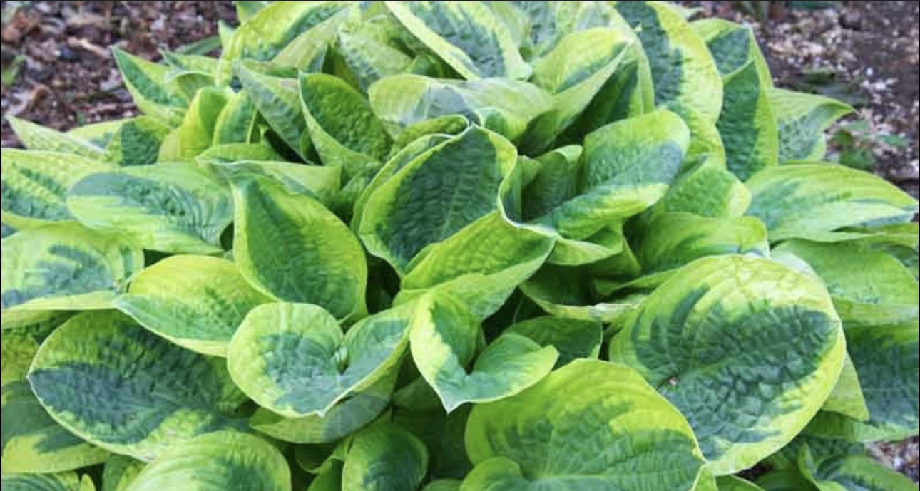 Hosta Wide Brim