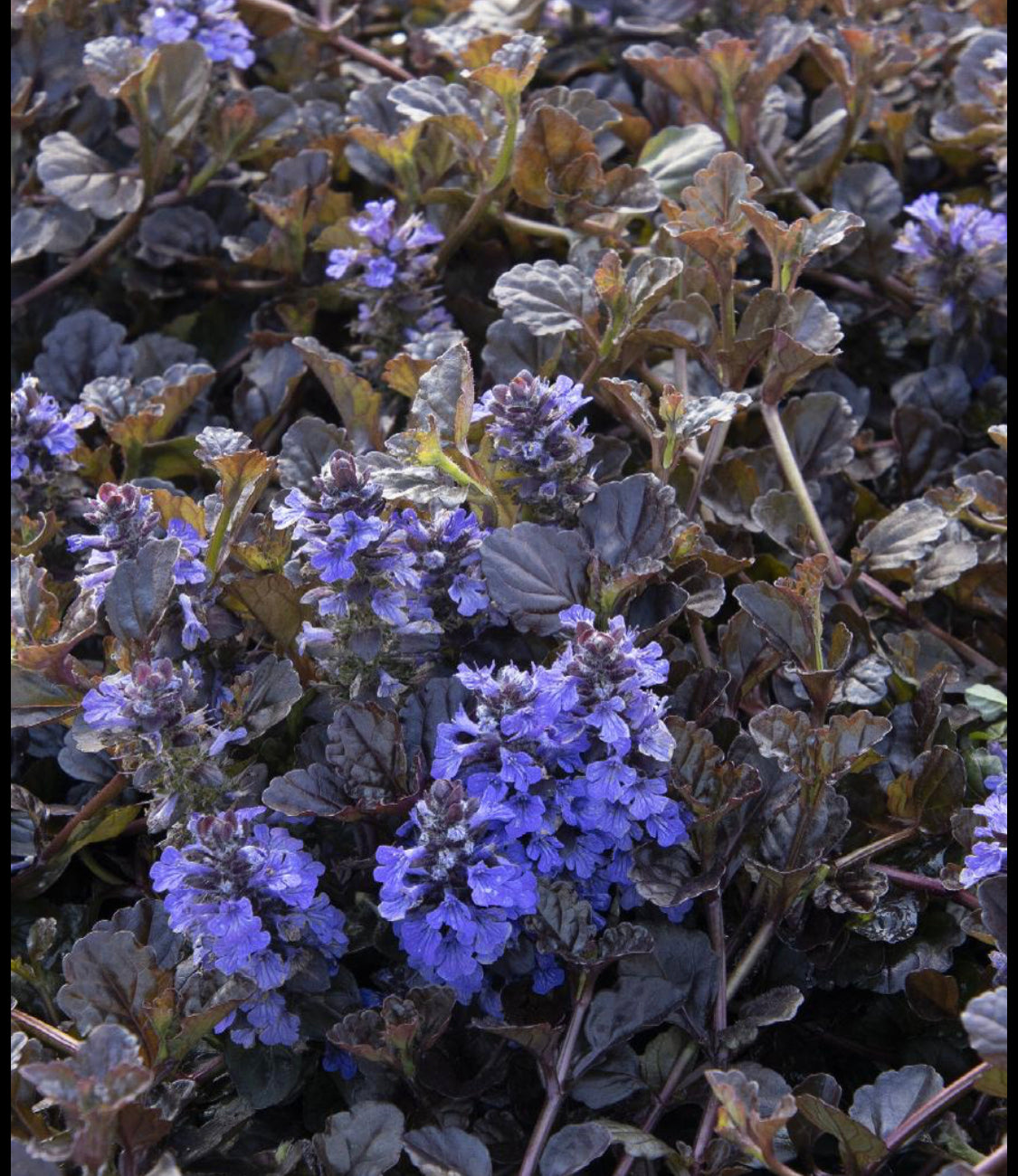 Black Scallop Ajuga