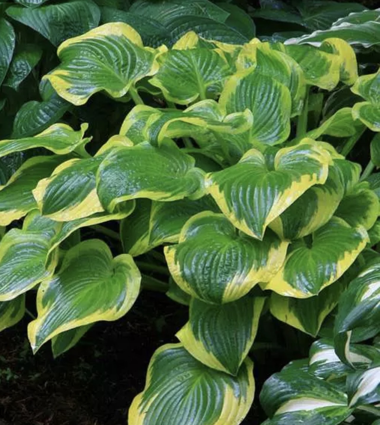 Hosta Wide Brim