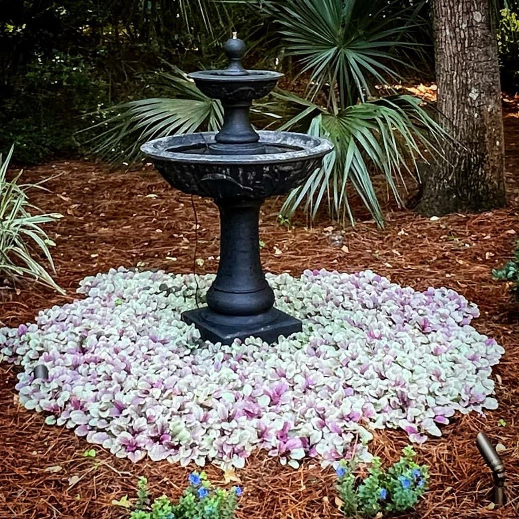 Burgundy Glow Ajuga