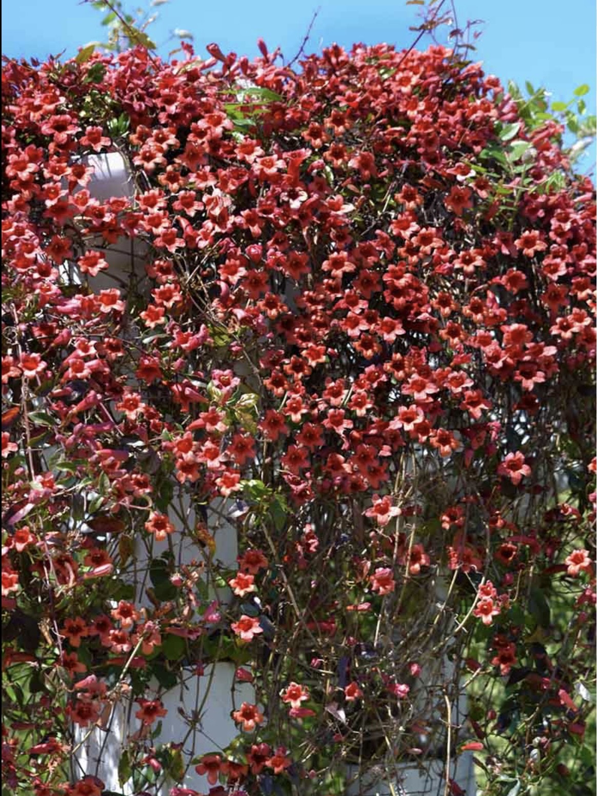 Bignonia ‘Shalimar Red’