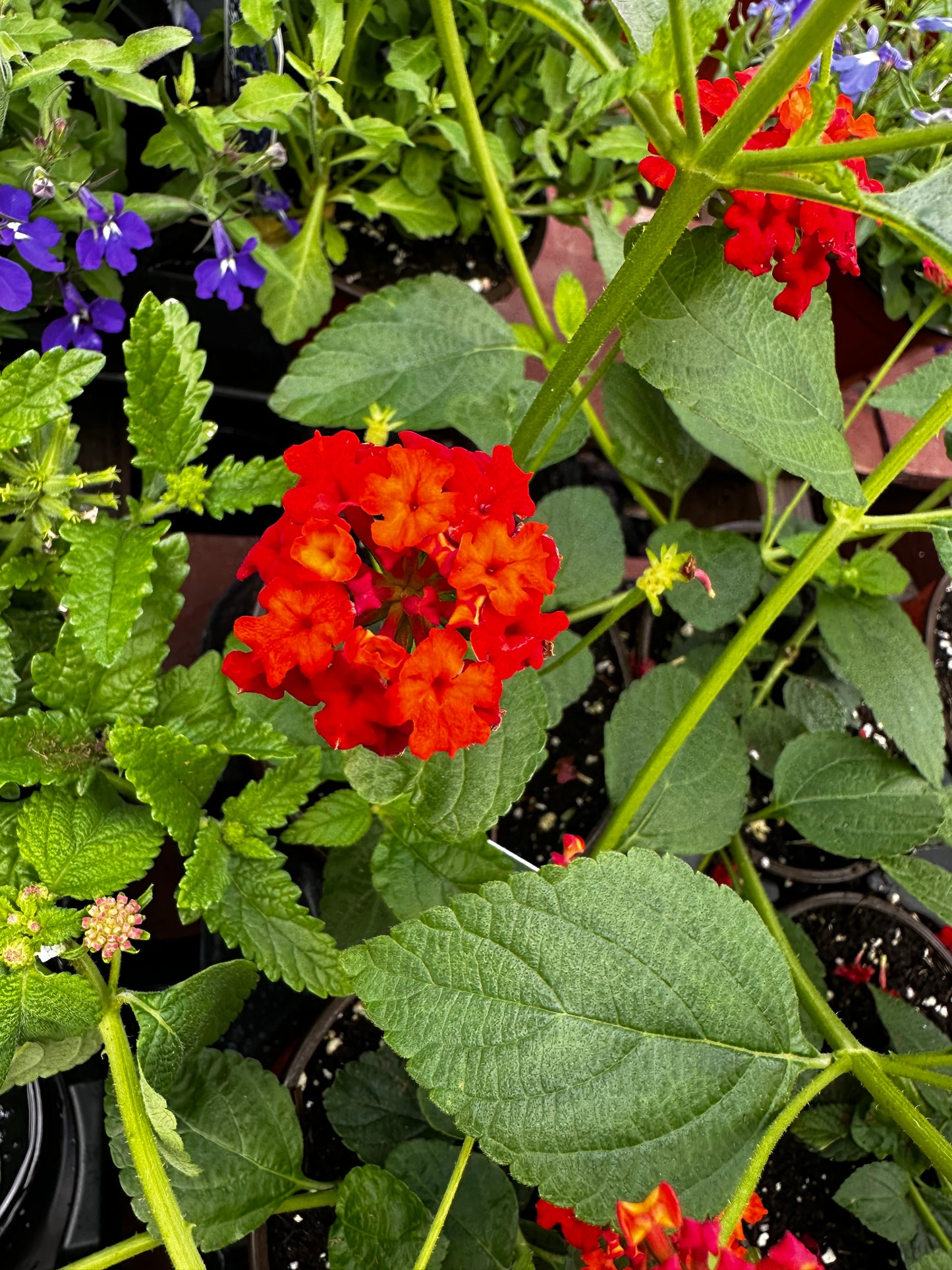 Lantana