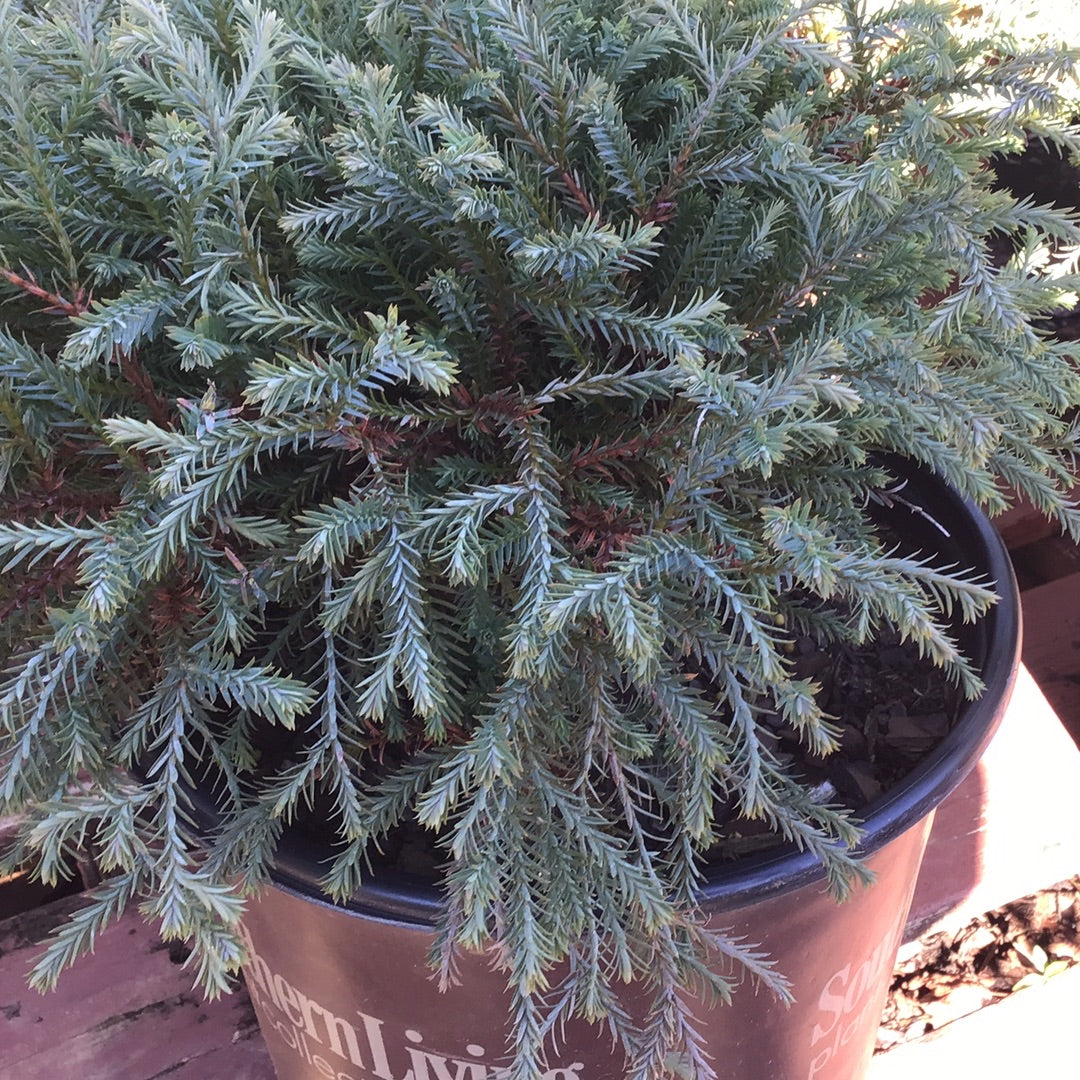 Pancake Arborvitae