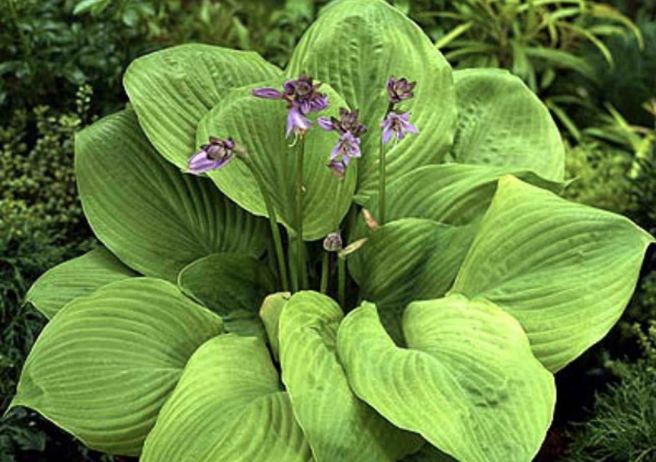 Hosta Sum and Substance