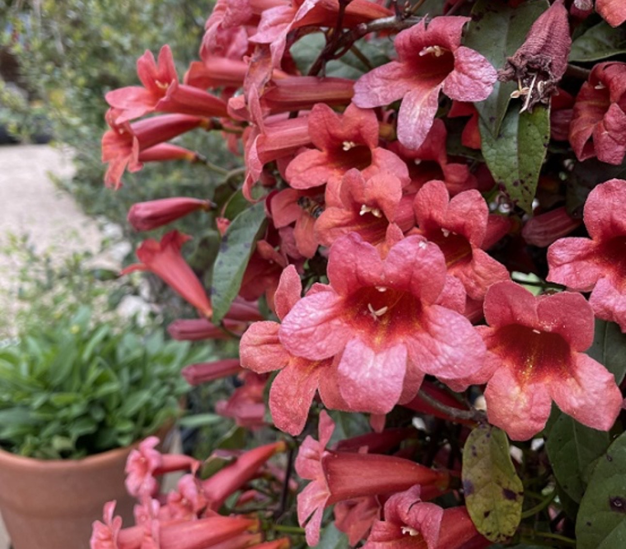 Bignonia ‘Shalimar Red’