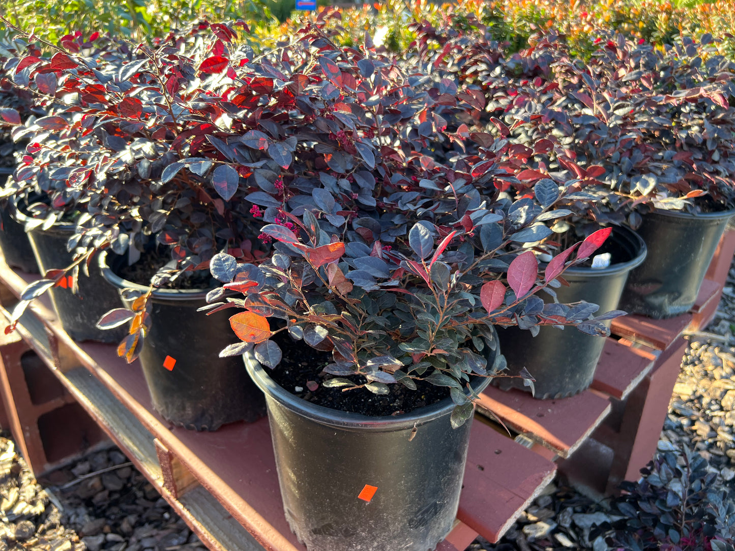 Loropetalum, Cerise Charm