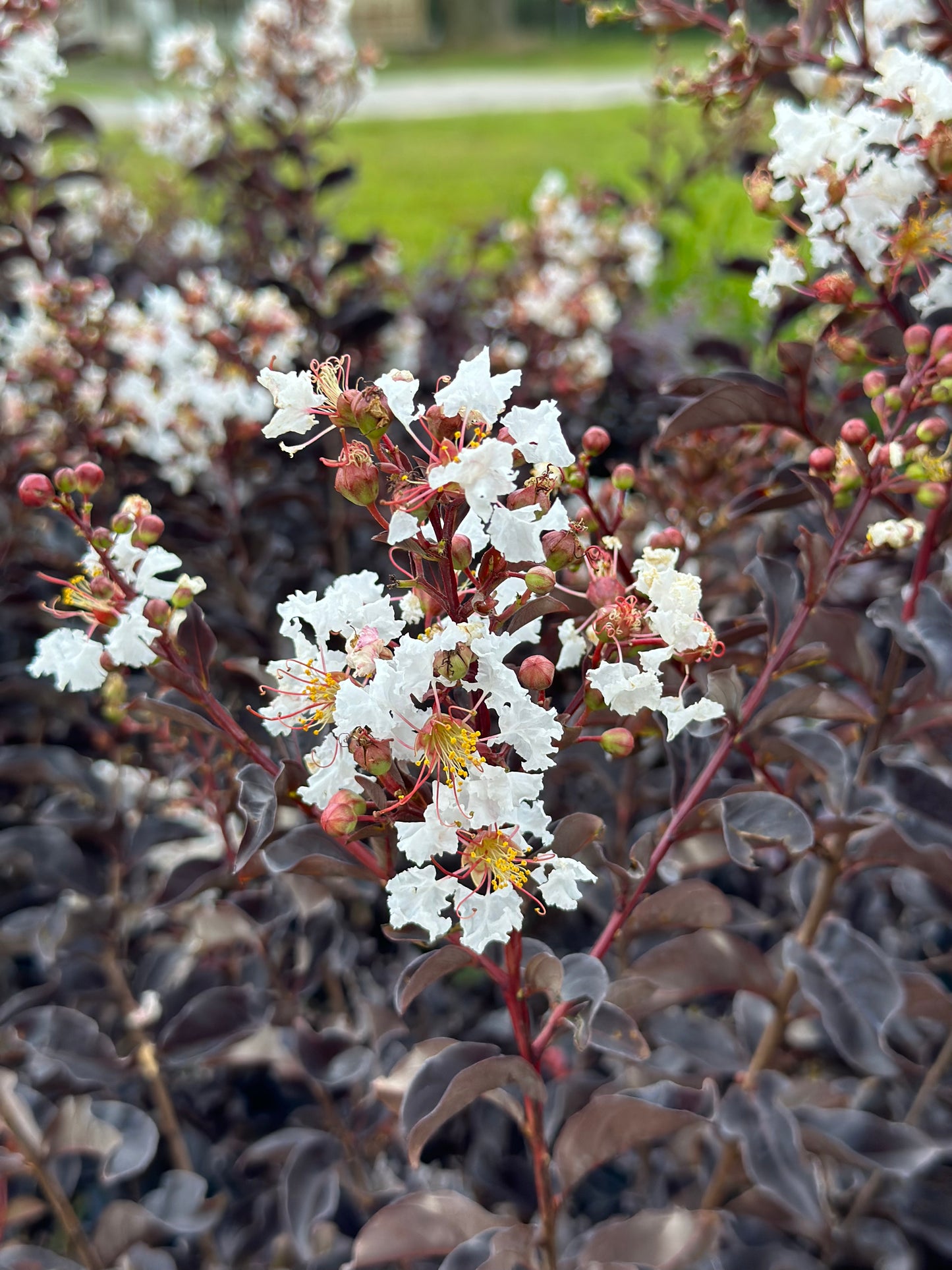 Crape Myrtle “Pure White”