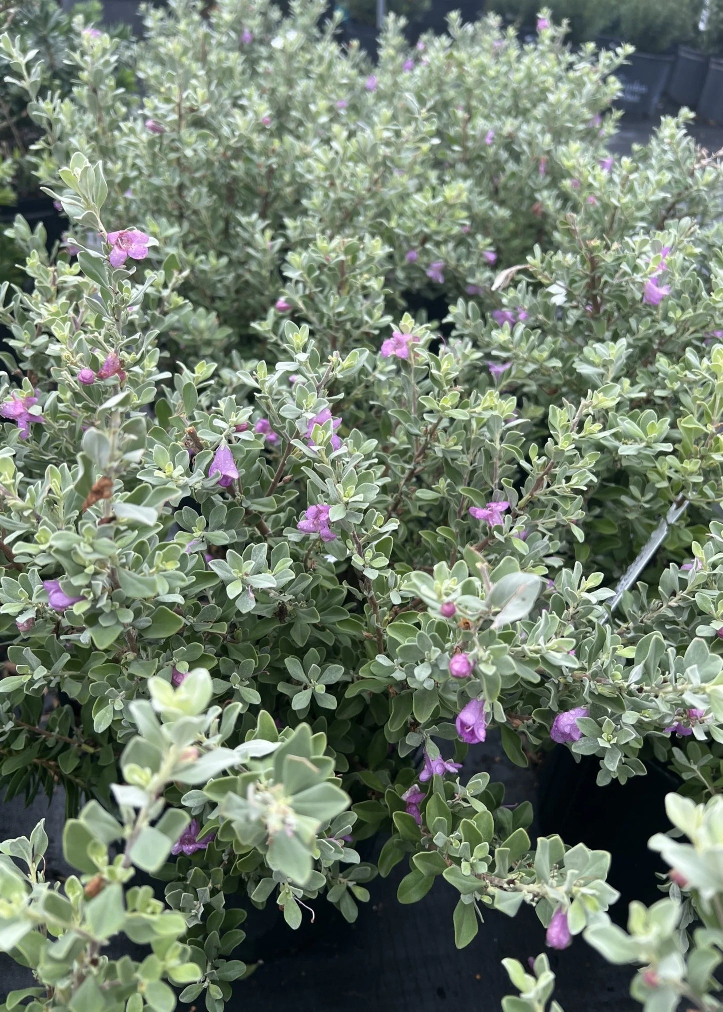 Texas Sage