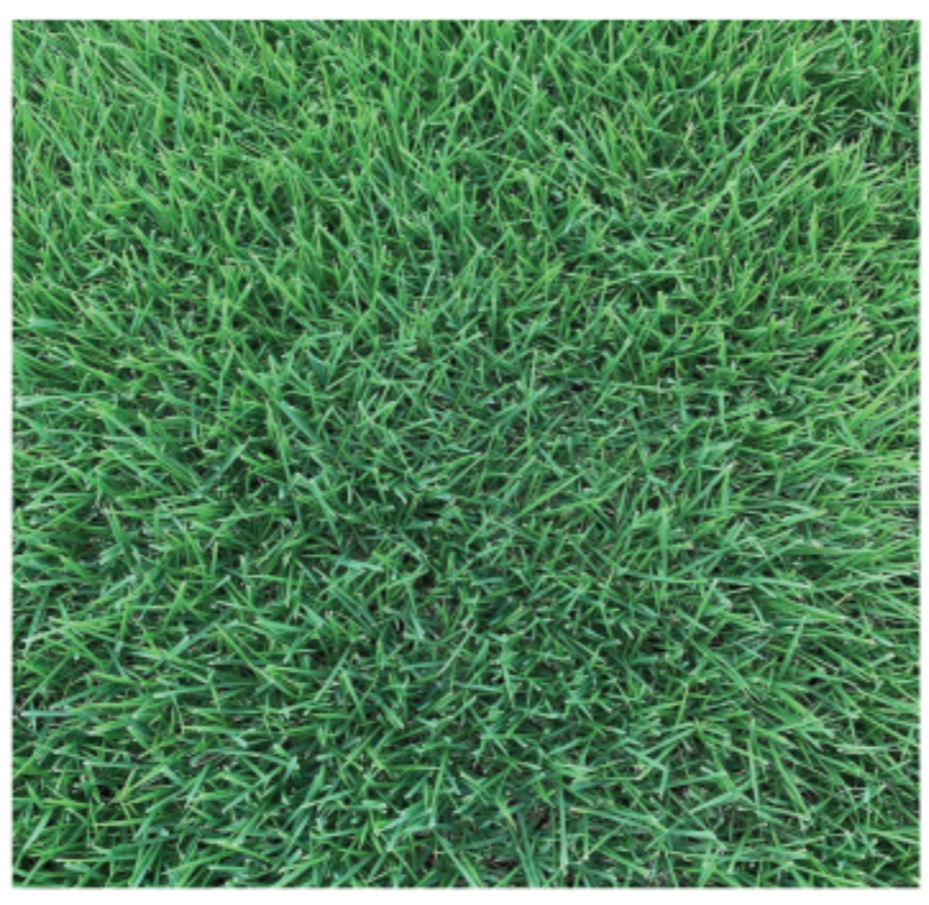 Empire Zoysia Sod