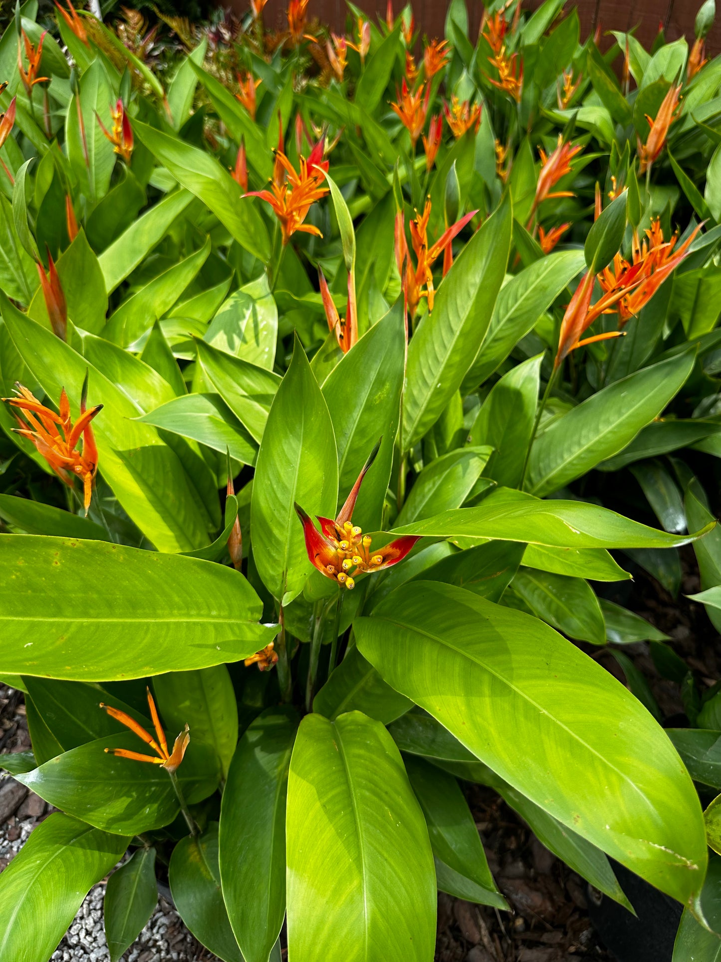 Heliconia “Lobster Claw”