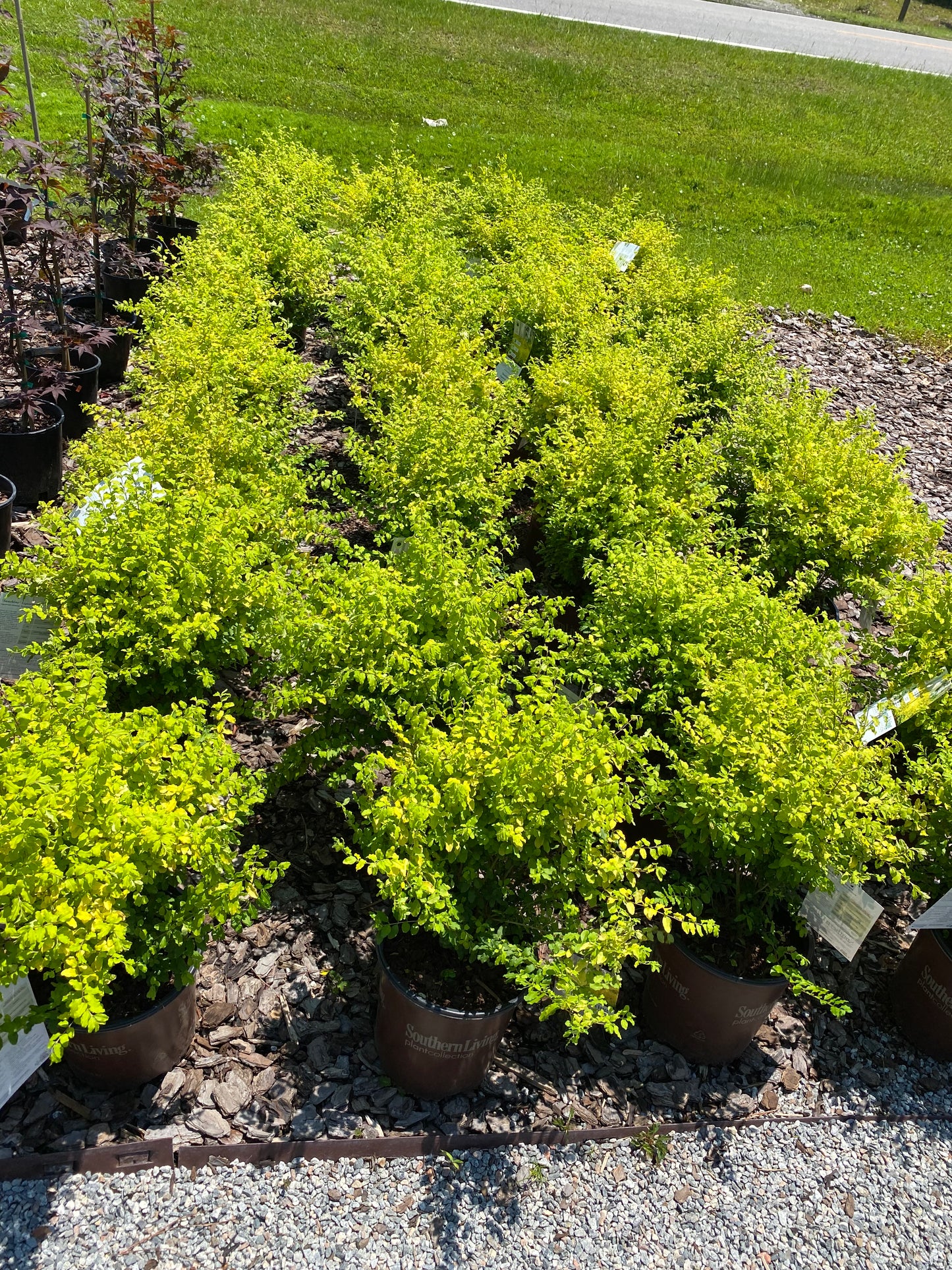 Sunshine Ligustrum