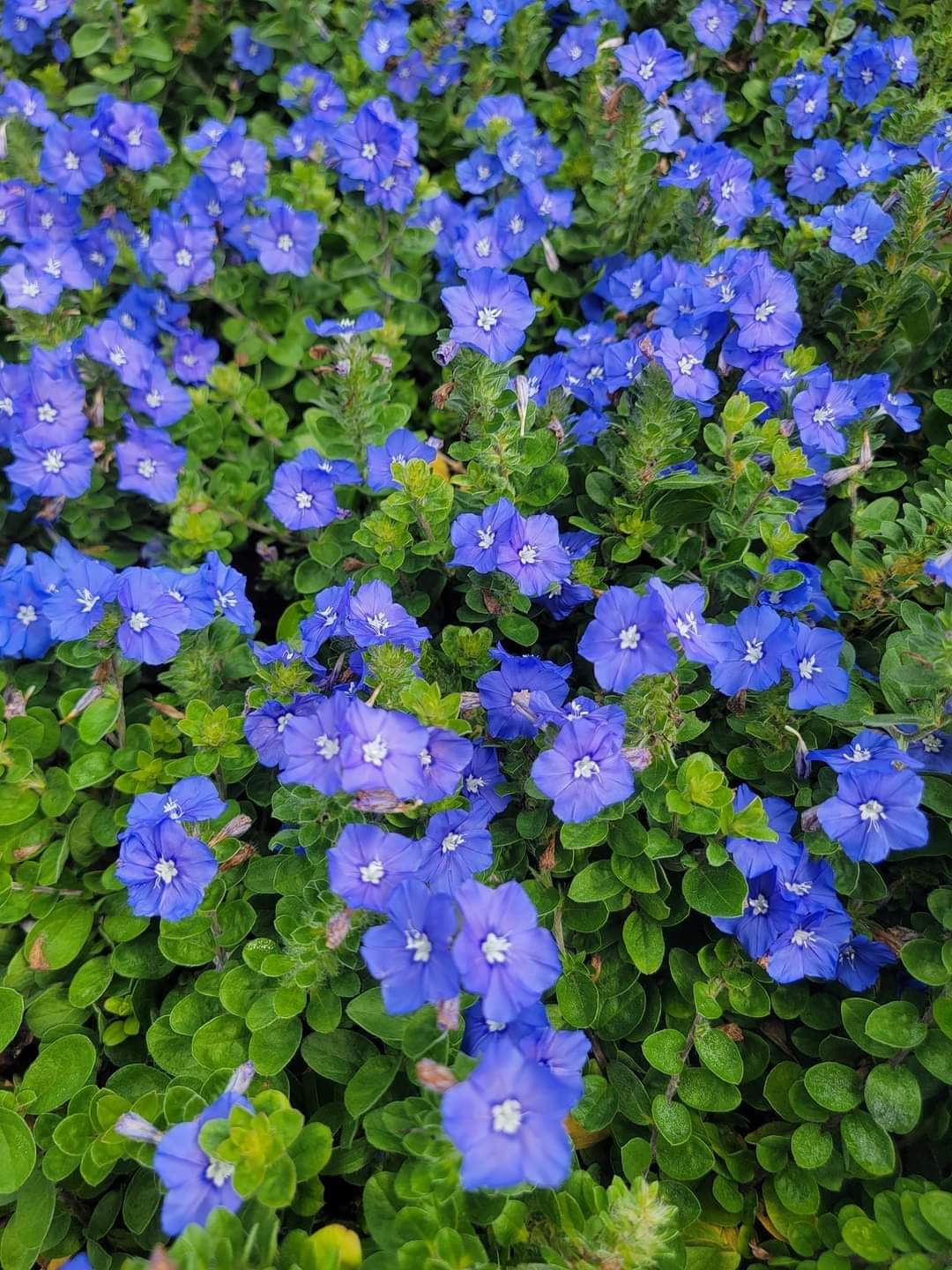 blue daze flower seeds Blue Daze