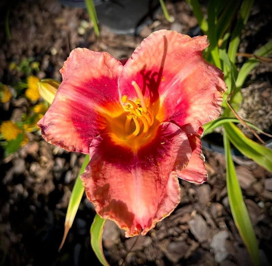 Daylily