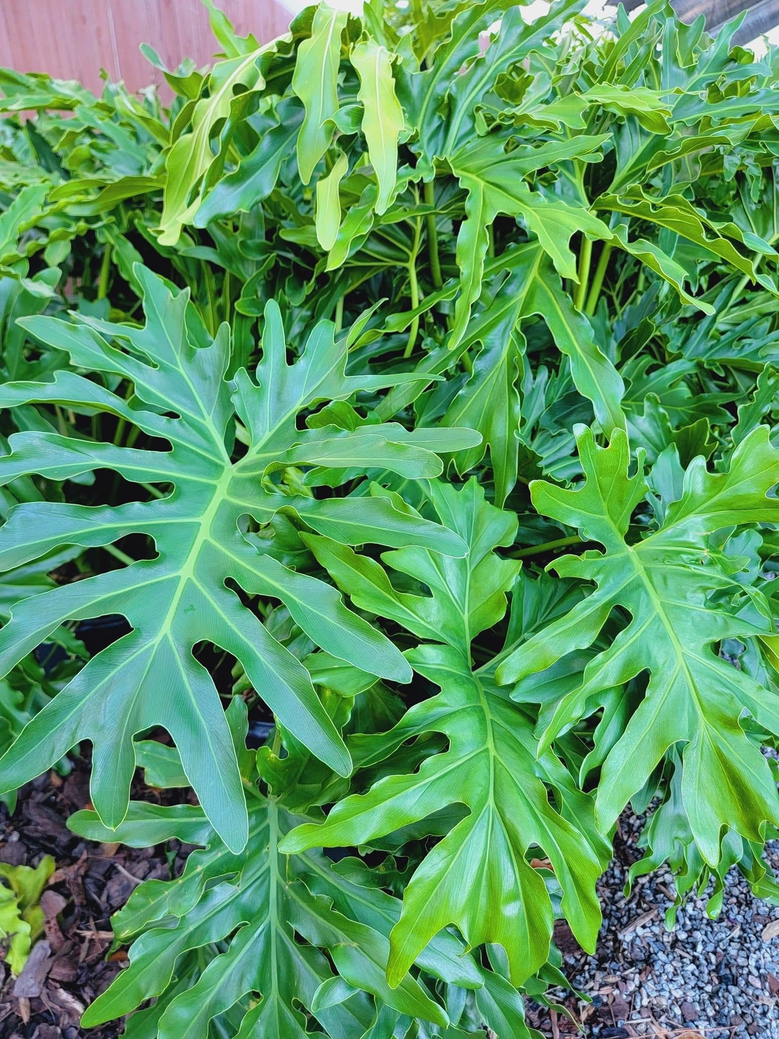 cut leaf philodendron Philodendron ‘Split Leaf’