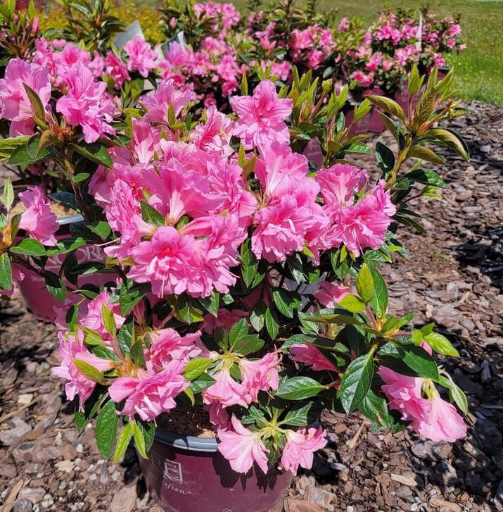 Azalea encore ‘Autumn Carnation’