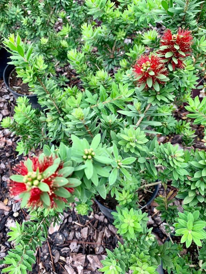 Dwarf Bottlebrush ‘Little John’