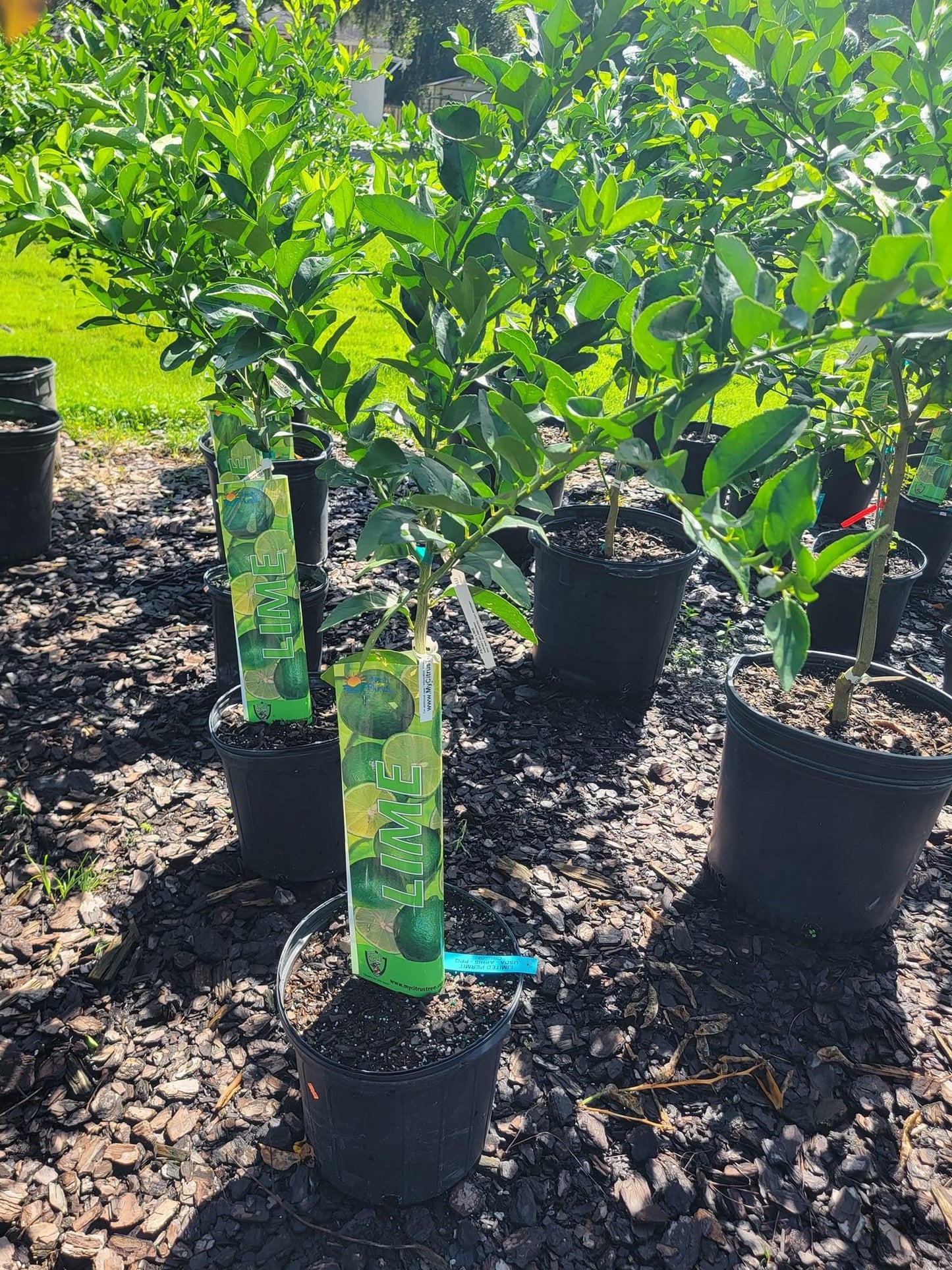 Key Lime Tree (thorny)