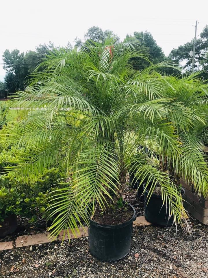 Phoenix Robellini ‘Pygmy Date Palm’