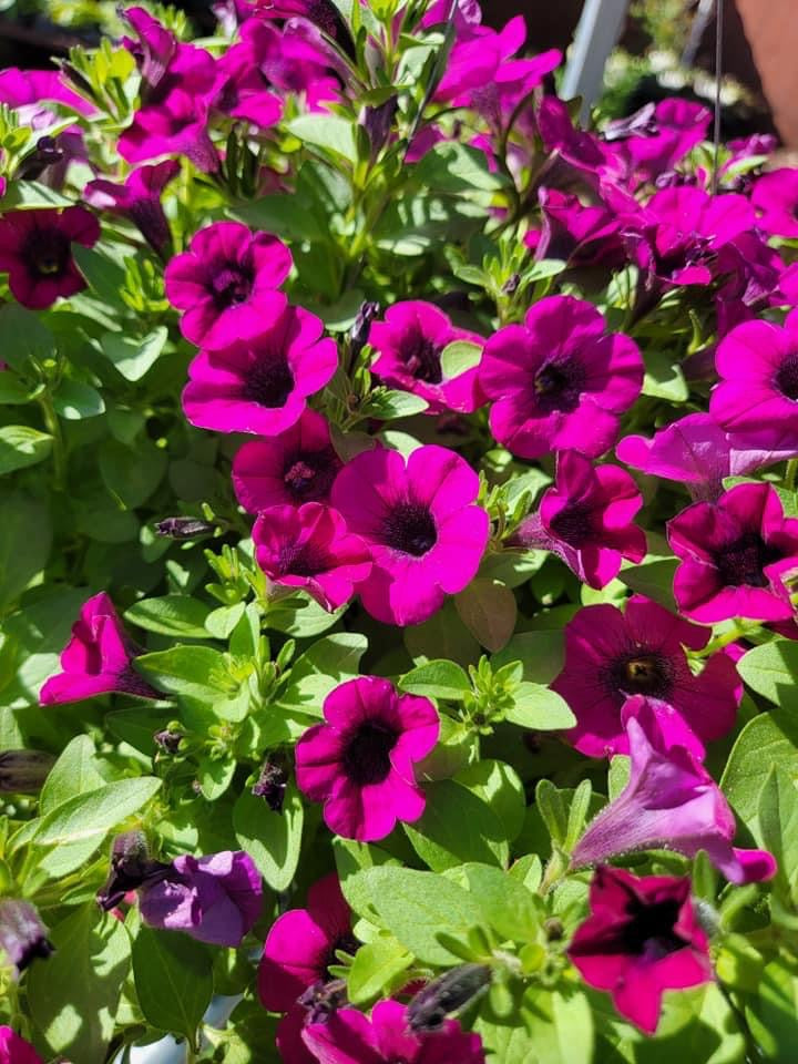 Petunias & Supertunia